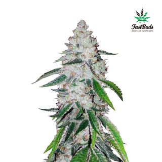 6369 - West Coast OG Auto  1 u. fem. FastBuds Seeds