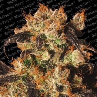 WB3F - White Berry  3 u. fem. Paradise Seeds