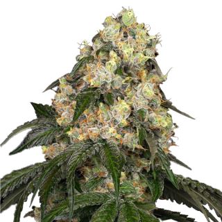 White Biscotti OG XXL  3 u. fem. White Label