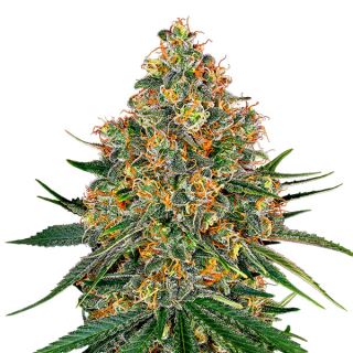 18512 - White Cheese  3 u. fem. White Label