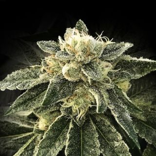 25827 - White Chocolope  3 u. fem. DNA Genetics