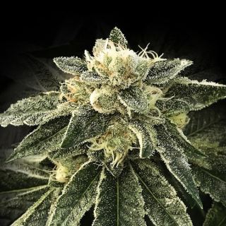 White Chocolope  5 u. fem. DNA Genetics