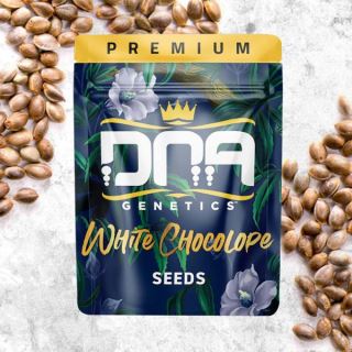 20308 - White Chocolope 6 u. fem. DNA Genetics