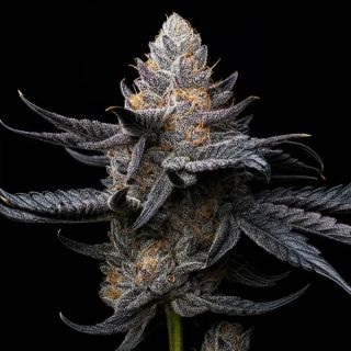 25213 - White Diamond Triploid   5 u. fem Triploid Seeds