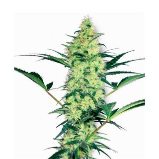 White Diesel  1 u. fem. White Label