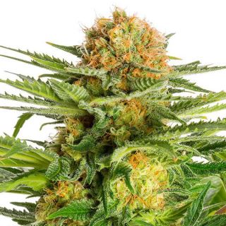 11180 - White Domina   1 u. fem. Kannabia Seeds