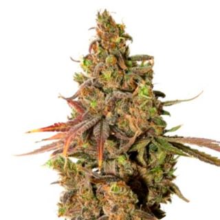 13808 - White Gold  1 u. fem. Expert Seeds