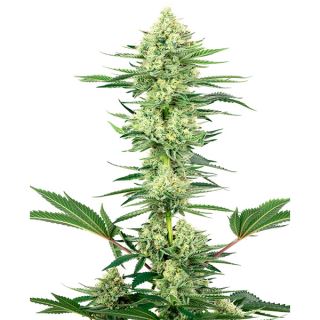 11750 - White Gorilla Haze  3 u. fem. White Label