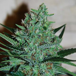 15742 - White Lavender 5u. G13 Labs