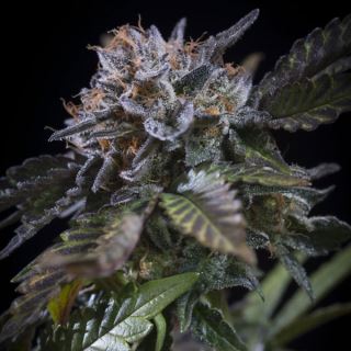 15698 - White Noise  3 u. fem. Paradise Seeds