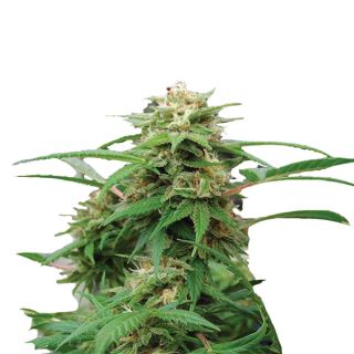 WR5N - White Rhino  5 u. fem. Nirvana