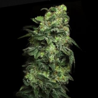 20279 - White Serpent 3 ud. fem Elev8 Seeds