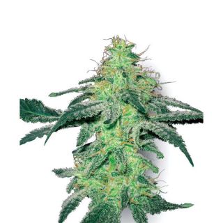 WSK3 - White Skunk  3 u. fem. White Label