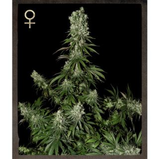 WSS5 - White Strawberry Skunk  5 u.  fem. Strain Hunters