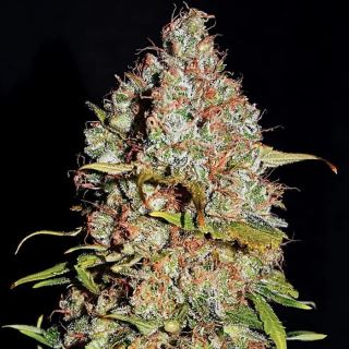 24153 - White Truffle 10 u. fem Empire Seeds