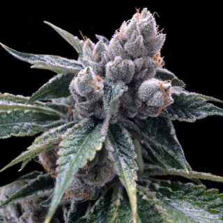 White Walker Kush 10 u. fem. DNA Genetics