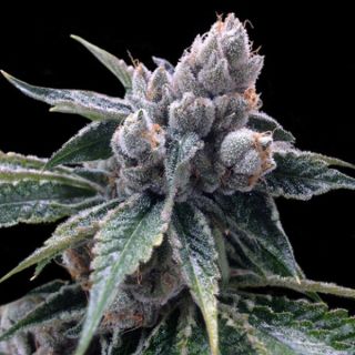 25828 - White Walker Kush 3 u. fem. DNA Genetics