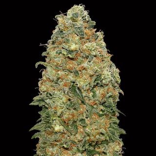 10738 - White Widow   3 u. fem. 00 Seeds