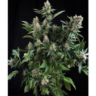 White Widow  1 u. blister x 12 u. fem. Pyramid Seeds