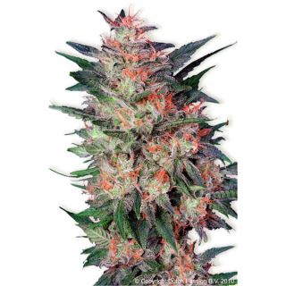 White Widow  1 u. fem. Dutch Passion