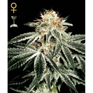 9737 - White Widow  1 u. fem. Green House