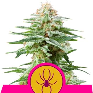 White Widow  1 u. fem. Royal Queen