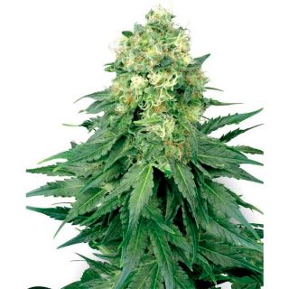 White Widow  1 u. fem. White Label