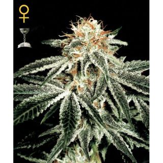 WWF3 - White Widow  3 u. fem. Green house