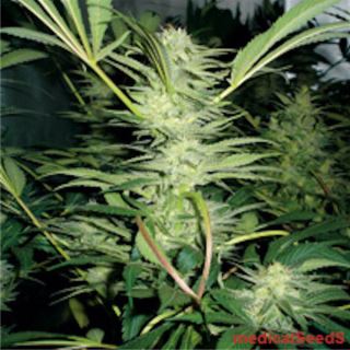 3842 - White Widow  3 u. fem. Medical Seeds