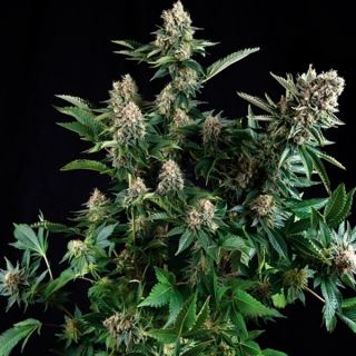 5400 - White Widow  3 u. fem. Pyramid Seeds