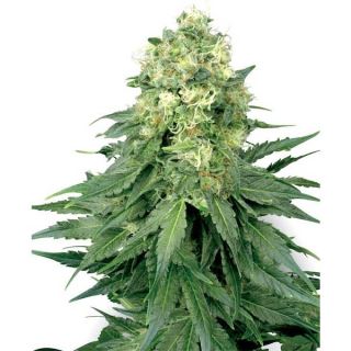 White Widow  3 u. fem. White Label