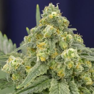 15624 - White Widow  3 ud Silent Seeds