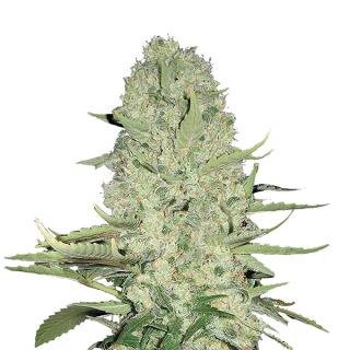 White Widow  5 u. fem. Nirvana