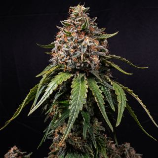 27089 - White Widow 10 u. reg. Barney's