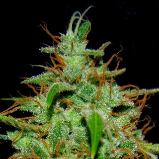 4866 - White Widow #17 1 u. fem. Quercus Seeds