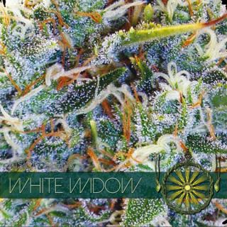 White Widow 3 u. fem. Vision Seeds