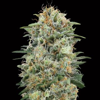 10739 - White Widow CBD   3 u. fem. 00 Seeds