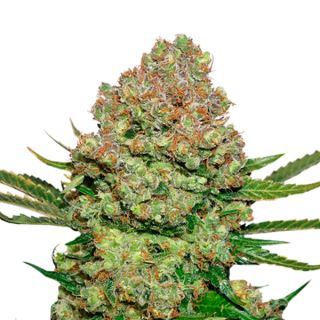 White Widow fem.  1 u. Seedstockers