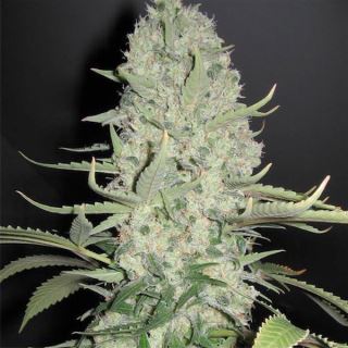 White Widow x Big Bud  4 u. fem. Female Seeds