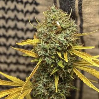 25928 - Widow AC Or WACO 15 u. reg. Mr. Nice