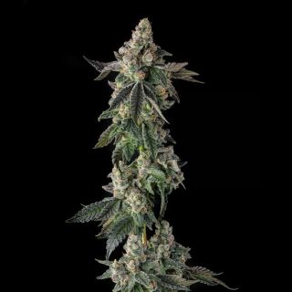 27565 - Wokstar : Egg Roll x Mellowz #8  - 7 u. Fem Compound Genetics