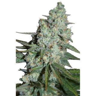 WSSM - Wonder Skunk 5 u. fem. Seedmakers