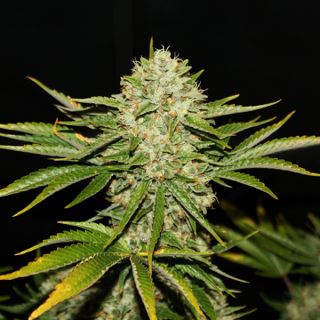 Wreckage  5 u. reg. T.H. Seeds