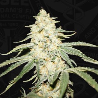 Wy - Kiki  2 u. fem. 710 Limited Pack T.H. Seeds.