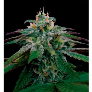 X18 Pure Pakistani 13 u. reg. Reserva Privada. DNA Genetics