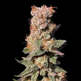 20282 - Xhale 6 ud. fem Elev8 Seeds