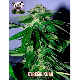 5491 - Xtreme Kush 1 u. fem. Xtreme Seeds