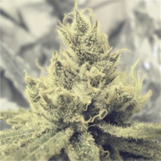 YG3M - Y Griega  3 u. fem. Medical seeds