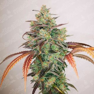 Y Griega CBD 2.0  3 u. fem. Medical Seeds