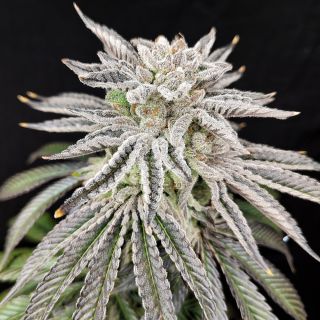 27248 - Yuzu Grape Kush  1 u. fem - Yuzuza Line- Pure Instinto